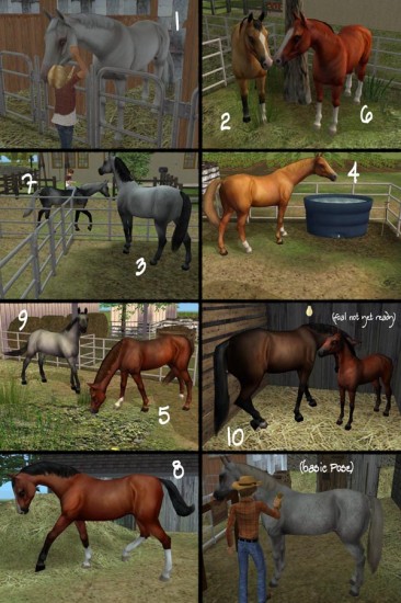 horses